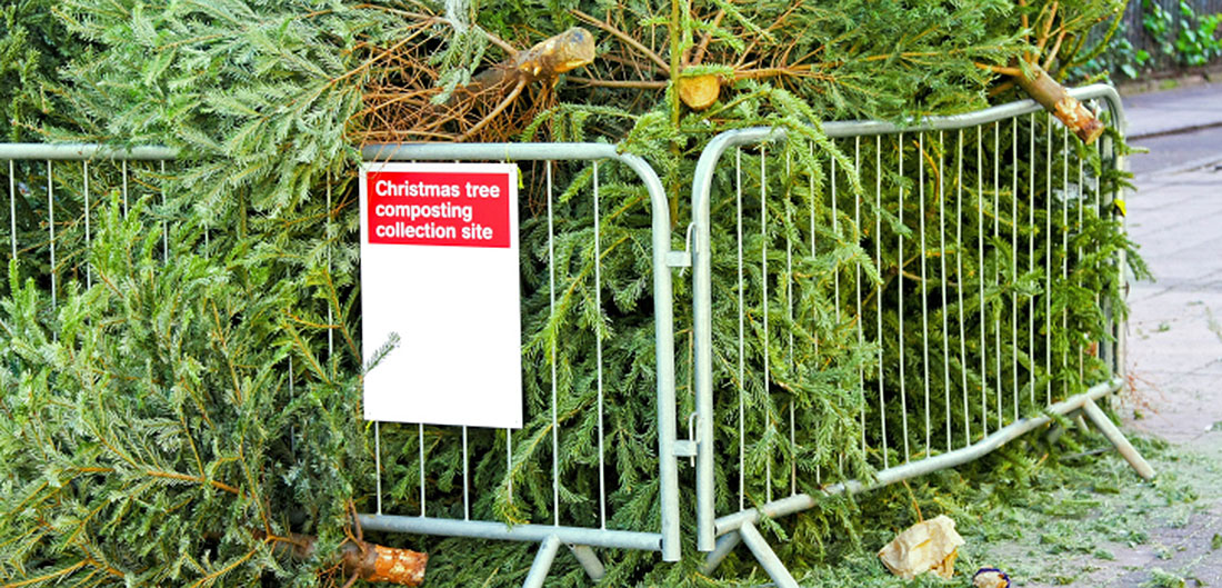 How to Recycle Your Christmas Tree WBC Risk Partners